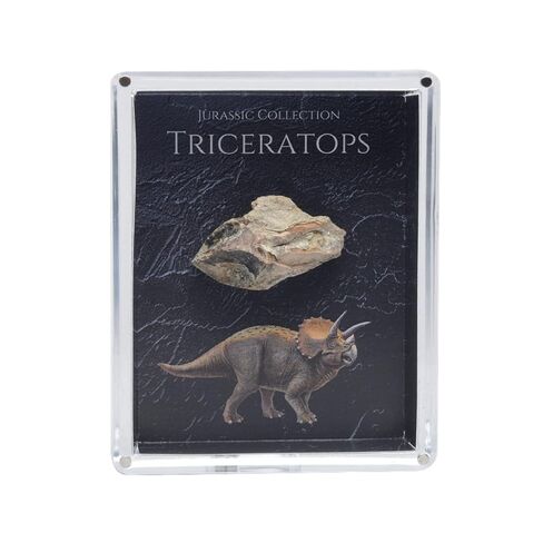 Authentic Triceratops Fossil Bone Gift Box - 67 Million Year Old Cretaceous Specimen in Lucite Case, Montana in Kuwait
