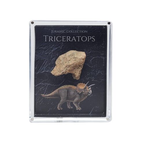 Authentic Triceratops Fossil Bone Gift Box - 67 Million Year Old Cretaceous Specimen in Lucite Case, Montana in Kuwait