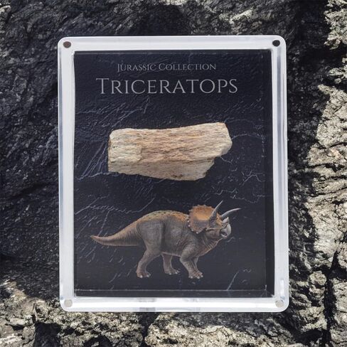 Authentic Triceratops Fossil Bone Gift Box - 67 Million Year Old Cretaceous Specimen in Lucite Case, Montana in Kuwait
