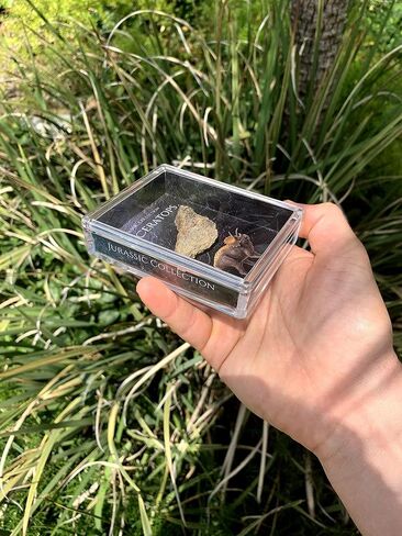 Authentic Triceratops Fossil Bone Gift Box - 67 Million Year Old Cretaceous Specimen in Lucite Case, Montana in Kuwait