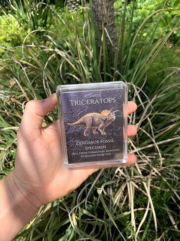 Authentic Triceratops Fossil Bone Gift Box - 67 Million Year Old Cretaceous Specimen in Lucite Case, Montana in Kuwait