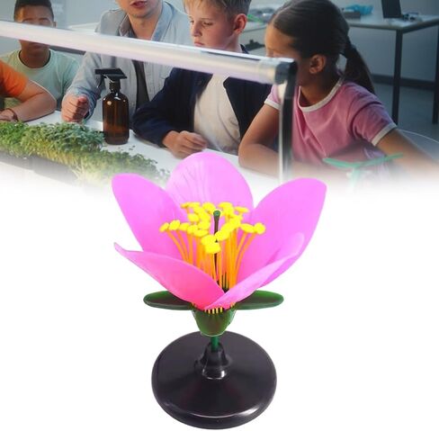 Detailed Dissectible Artificial Blossom Teaching Aid for High School Plant Anatomy Lessons and Science Labs Biology Teaching for Students in Kuwait