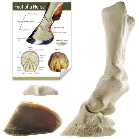 MediTrain Horse Foot Anatomy Model，Realistic Veterinary Teaching Aid for Veterinary Colleges and Student Training in Kuwait
