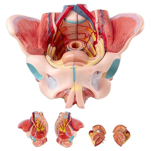 Human Sized Female Pelvic Floor Anatomical Model, Consisting of 4 Detachable Pelvic Models with Muscle, Blood Vessels, and Nerves, Used for Medical Education and Physical Therapy Research in Kuwait