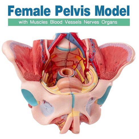 Human Sized Female Pelvic Floor Anatomical Model, Consisting of 4 Detachable Pelvic Models with Muscle, Blood Vessels, and Nerves, Used for Medical Education and Physical Therapy Research in Kuwait