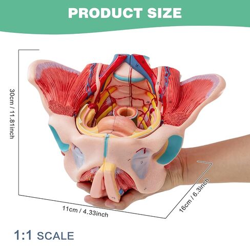 Human Sized Female Pelvic Floor Anatomical Model, Consisting of 4 Detachable Pelvic Models with Muscle, Blood Vessels, and Nerves, Used for Medical Education and Physical Therapy Research in Kuwait