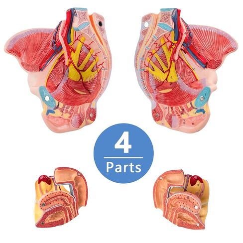Human Sized Female Pelvic Floor Anatomical Model, Consisting of 4 Detachable Pelvic Models with Muscle, Blood Vessels, and Nerves, Used for Medical Education and Physical Therapy Research in Kuwait