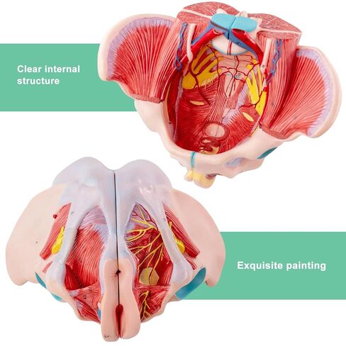 Human Sized Female Pelvic Floor Anatomical Model, Consisting of 4 Detachable Pelvic Models with Muscle, Blood Vessels, and Nerves, Used for Medical Education and Physical Therapy Research in Kuwait
