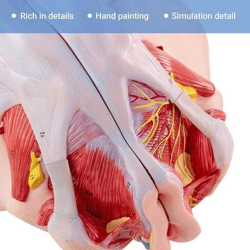 Human Sized Female Pelvic Floor Anatomical Model, Consisting of 4 Detachable Pelvic Models with Muscle, Blood Vessels, and Nerves, Used for Medical Education and Physical Therapy Research in Kuwait