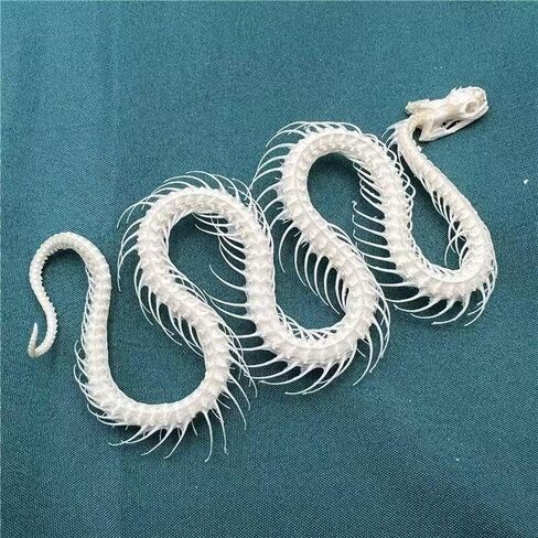 Real Snake Skeleton Specimen,Taxidermy Real Animals Skulls,Taxidermy Specimen for Science Education,Biological Oddity Home Decor Gift in Kuwait