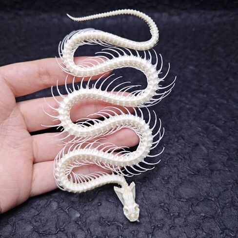Real Snake Skeleton Specimen,Taxidermy Real Animals Skulls,Taxidermy Specimen for Science Education,Biological Oddity Home Decor Gift in Kuwait