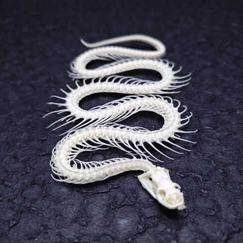 Real Snake Skeleton Specimen,Taxidermy Real Animals Skulls,Taxidermy Specimen for Science Education,Biological Oddity Home Decor Gift in Kuwait