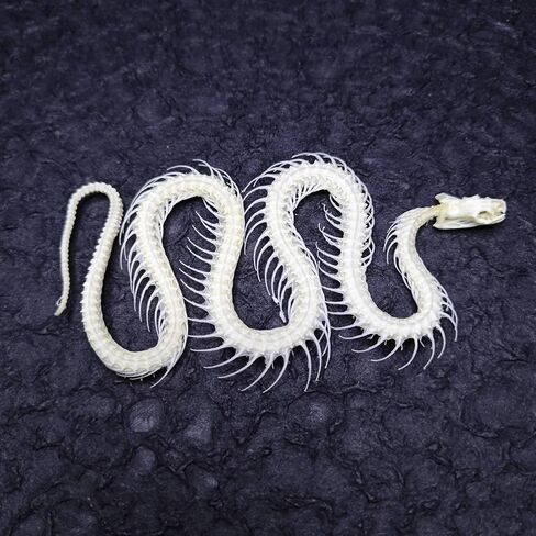 Real Snake Skeleton Specimen,Taxidermy Real Animals Skulls,Taxidermy Specimen for Science Education,Biological Oddity Home Decor Gift in Kuwait