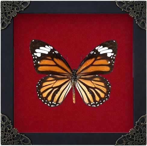 Real Yellow Moth Butterfly Insect Dried Bug Lover Gifts for Women Shadow Box Taxidermy Oddity Collectables Specimen Decoration Tabletop Wall Room Art Home Decor Living Gallery K12-31-DE in Kuwait