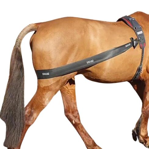 Premium Lunging Band for Horse - Equine Hind Quarter Lunging Strap in Kuwait