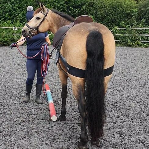 Premium Lunging Band for Horse - Equine Hind Quarter Lunging Strap in Kuwait