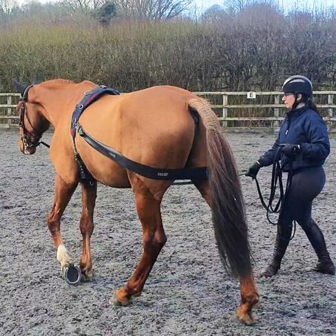 Premium Lunging Band for Horse - Equine Hind Quarter Lunging Strap in Kuwait