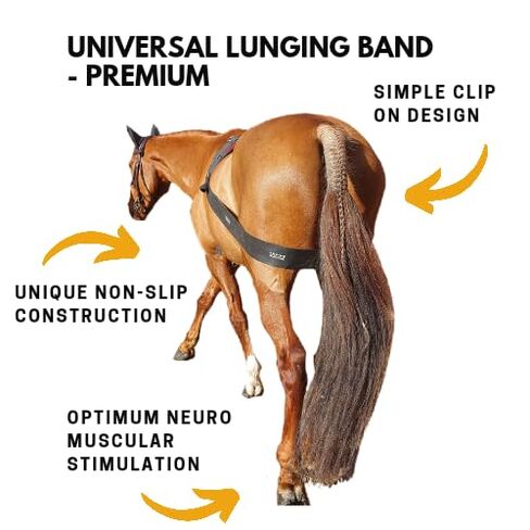 Premium Lunging Band for Horse - Equine Hind Quarter Lunging Strap in Kuwait