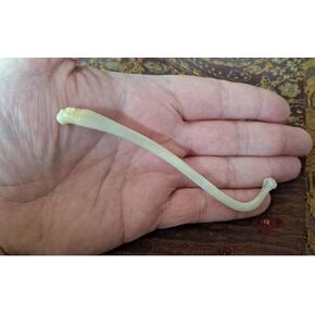 Real Raccoon Penile Baculum Bone Jumbo 5+ Inches (ONE Piece) in Kuwait