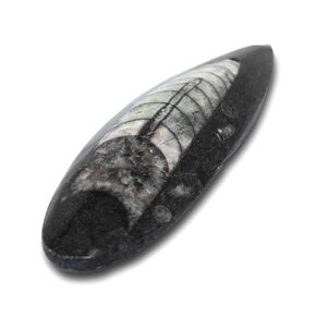 Orthoceras Fossil - أحفورة رأسيات الأرجل البلطيقية الأصلية، وهي منتج من منتجات الصناعات التراثية الأمريكية in Kuwait