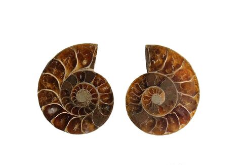 Natural Ammonite Fossil Shell Pair - Dinosaur Fossils Crystal Healing Specimen in Kuwait