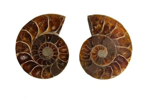 Natural Ammonite Fossil Shell Pair - Dinosaur Fossils Crystal Healing Specimen in Kuwait