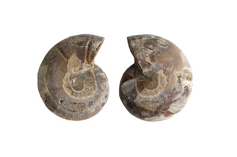 Natural Ammonite Fossil Shell Pair - Dinosaur Fossils Crystal Healing Specimen in Kuwait