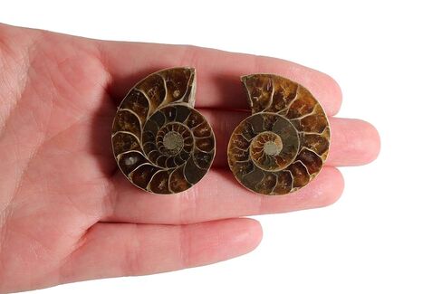 Natural Ammonite Fossil Shell Pair - Dinosaur Fossils Crystal Healing Specimen in Kuwait