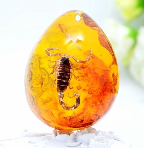 EatingBiting الراتنج العنبر قلادة الحشرات العقرب الأحفوري حجر الكريستال ديكور المنزل عينات الحجارة عينات ديكورات المنزل جمع البيضاوي in Kuwait