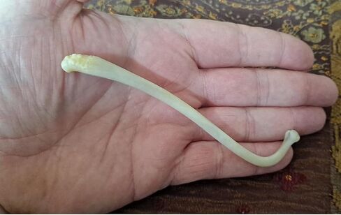 Real Raccoon Penile Baculum Bone Jumbo 5+ Inches (ONE Piece) in Kuwait