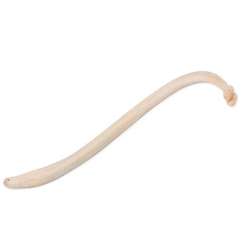 Real Raccoon Penile Baculum Bone Jumbo 5+ Inches (ONE Piece) in Kuwait