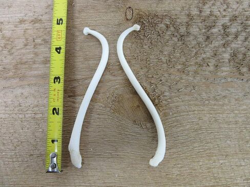 Real Raccoon Penile Baculum Bone Jumbo 5+ Inches (ONE Piece) in Kuwait