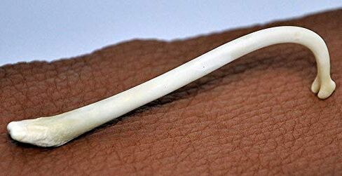 Real Raccoon Penile Baculum Bone Jumbo 5+ Inches (ONE Piece) in Kuwait