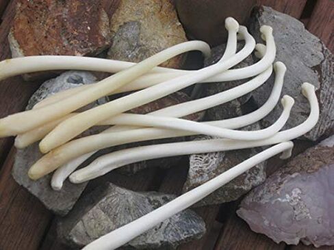 Real Raccoon Penile Baculum Bone Jumbo 5+ Inches (ONE Piece) in Kuwait