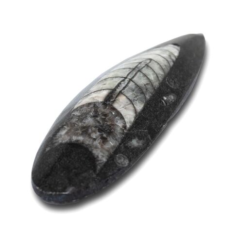 Orthoceras Fossil - أحفورة رأسيات الأرجل البلطيقية الأصلية، وهي منتج من منتجات الصناعات التراثية الأمريكية in Kuwait