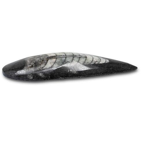Orthoceras Fossil - أحفورة رأسيات الأرجل البلطيقية الأصلية، وهي منتج من منتجات الصناعات التراثية الأمريكية in Kuwait