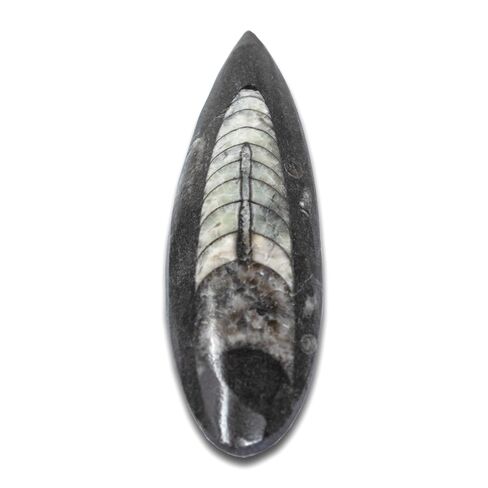 Orthoceras Fossil - أحفورة رأسيات الأرجل البلطيقية الأصلية، وهي منتج من منتجات الصناعات التراثية الأمريكية in Kuwait