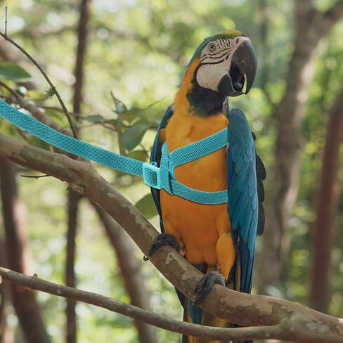 Housoutil Adjustable Parrot Harness Leash with Ultralight Elastic Rope for Pet Birds, Wear-Resistant Blue Bird Leash Suitable for Interacting with Your Pet or Outdoor Use in Public Park in Kuwait
