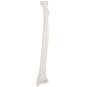 Axis Scientific Radius Bone Model | Right | Cast from a Real Human Radius Bone l Forearm Bone Model Has Realistic Texture and Important Bony Landmarks | Includes Product Manual in Kuwait