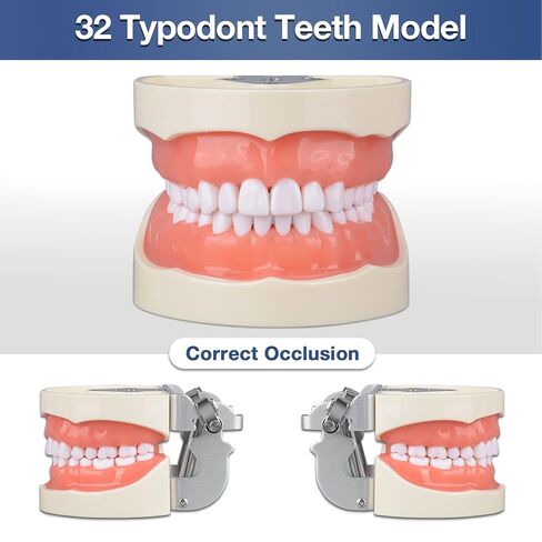 Ultrassist Typodont Teeth Model with 32 Detachable Teeth for Dental Hygiene Students, Suitable for Teaching, Practice and Study, with a Small Screwdriver in Kuwait