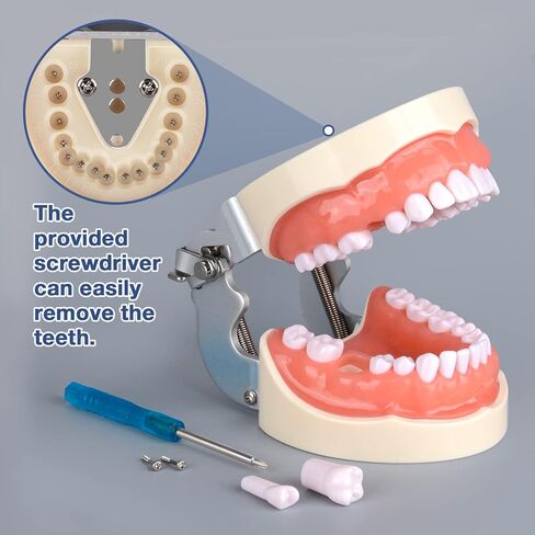 Ultrassist Typodont Teeth Model with 32 Detachable Teeth for Dental Hygiene Students, Suitable for Teaching, Practice and Study, with a Small Screwdriver in Kuwait