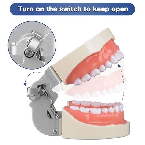 Ultrassist Typodont Teeth Model with 32 Detachable Teeth for Dental Hygiene Students, Suitable for Teaching, Practice and Study, with a Small Screwdriver in Kuwait