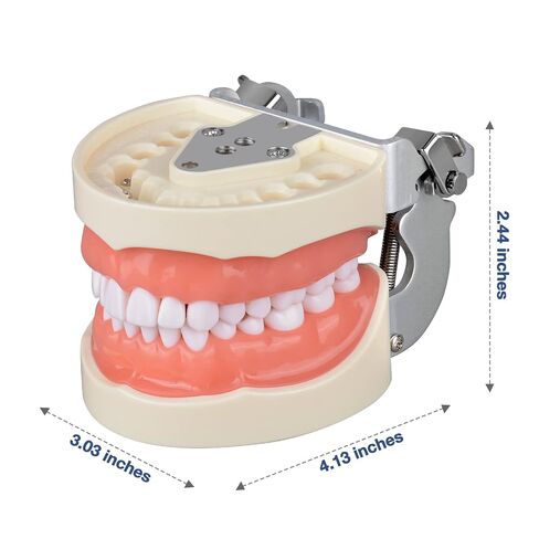 Ultrassist Typodont Teeth Model with 32 Detachable Teeth for Dental Hygiene Students, Suitable for Teaching, Practice and Study, with a Small Screwdriver in Kuwait