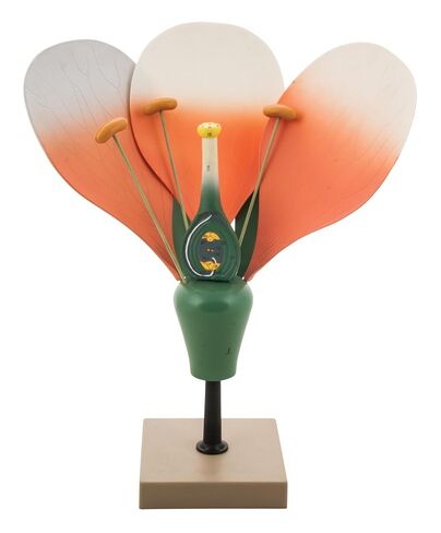 EISCO Flower Cross Section Model - Enlarged 10X Life Size - Hand Painted - Designed by Professional Botanists in Kuwait