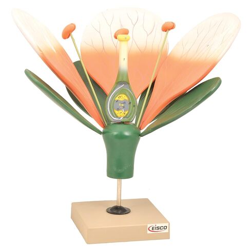 EISCO Flower Cross Section Model - Enlarged 10X Life Size - Hand Painted - Designed by Professional Botanists in Kuwait