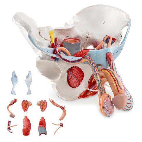 Life-Size Male Pelvis Model with 11 Removable Organs - Anatomically Accurate Human Pelvic Anatomy Replica for Medical Education, Healthcare Training & Patient Consultation ﻿ in Kuwait