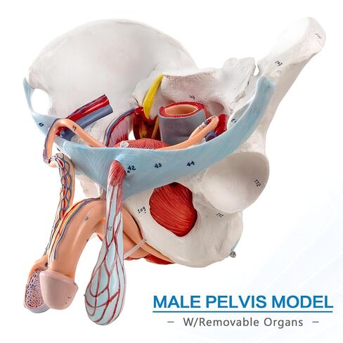 Life-Size Male Pelvis Model with 11 Removable Organs - Anatomically Accurate Human Pelvic Anatomy Replica for Medical Education, Healthcare Training & Patient Consultation ﻿ in Kuwait