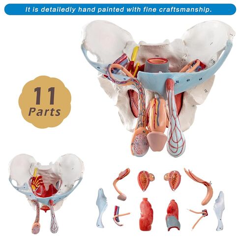Life-Size Male Pelvis Model with 11 Removable Organs - Anatomically Accurate Human Pelvic Anatomy Replica for Medical Education, Healthcare Training & Patient Consultation ﻿ in Kuwait