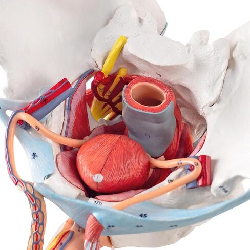 Life-Size Male Pelvis Model with 11 Removable Organs - Anatomically Accurate Human Pelvic Anatomy Replica for Medical Education, Healthcare Training & Patient Consultation ﻿ in Kuwait
