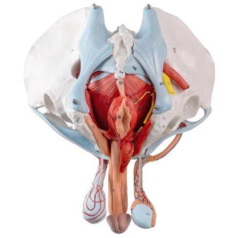 Life-Size Male Pelvis Model with 11 Removable Organs - Anatomically Accurate Human Pelvic Anatomy Replica for Medical Education, Healthcare Training & Patient Consultation ﻿ in Kuwait